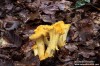 Liška obecná (Houby), Cantharellus cibarius (Fungi)